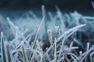 Parts of Maine got frost last night