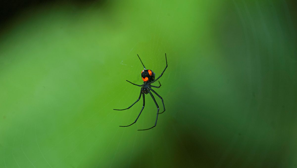 A Woman Injected Crushed Black Widow To Get High, And It Was A Very Unpleasant Trip