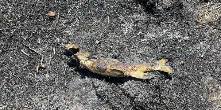 Bird drops dinner, sparking Canadian brushfire and power outage