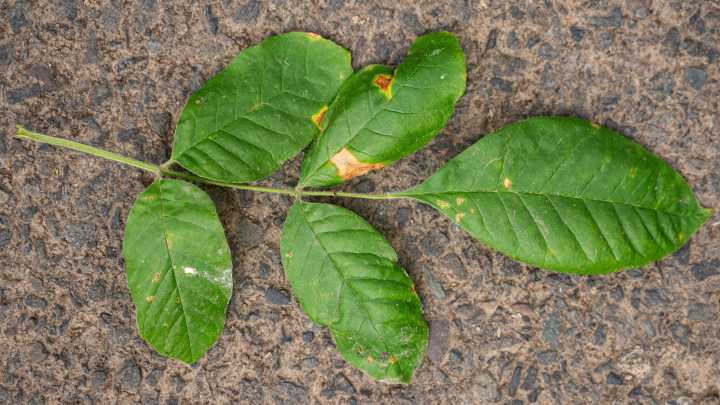 How to collect ash seeds for research into invasive emerald ash borer