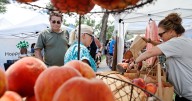 Palisade Peach Festival activities set for Aug. 14