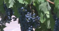 Pickett Fire has potentially caused $65M in damages to Napa wine industry