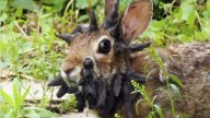 Rabbits with ‘horns’ in Colorado are being called ‘Frankenstein bunnies.’ Here’s why