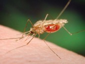 Two other mosquito traps test positive for West Nile in Chatham