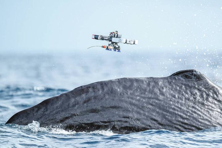 How scientists are using drones to study sperm whales