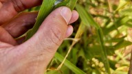 Pesky Armyworms Are Attacking Kansas Yards & Gardens. Here's What You Can Do