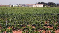 Las ventas valencianas de vino a EE.UU, paralizadas por la incertidumbre arancelaria