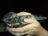 BIRDWATCH: Spotting Common Nighthawks before they disappear