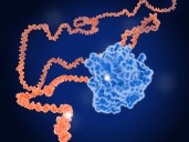 Vaccine Improves Survival in Pancreatic and Colorectal Cancers