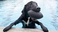 Top things to do in Tampa Bay this week: Dog Swim Day, Gabriel Iglesias, Monster Jam