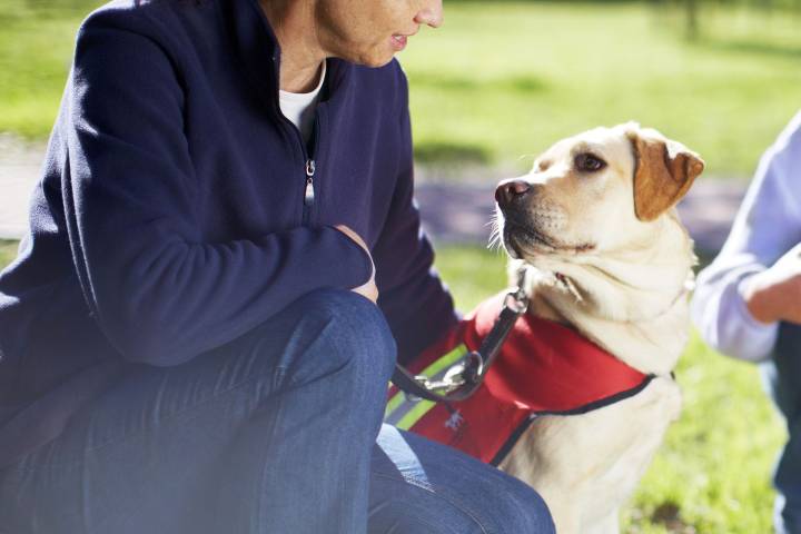 Woman Says Her Husband and Kids Are 'Very Jealous' of Her Service Dog