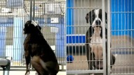 Heartbroken Dog From Florida Watches As All His Friends Get Adopted While He’s Left Behind