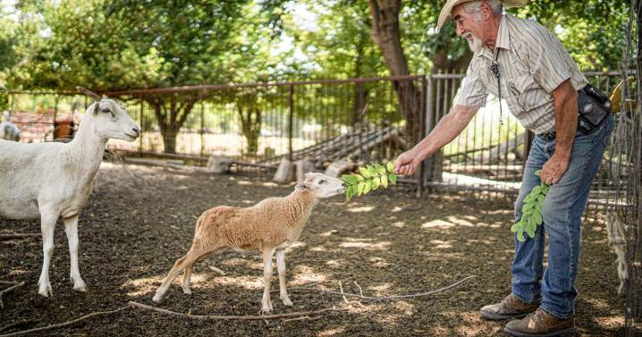 New Mexico rancher: Heritage flock is descended from lost sheep of Coronado