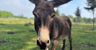 Miniature donkey searches for soulmate in Erin, Ont.