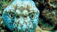 Parece una peli, pero es real: un pulpo se camufla disfrazándose de monstruo marino, y las redes no dan crédito