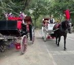 Estados Unidos: Grupo consevador de la ciudad de Nueva York apoya la prohibición de los carruajes tirados por caballos