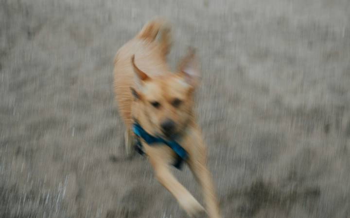Veracruz: Repartidor patea a perro agresivo y el dueño responde a balazos
