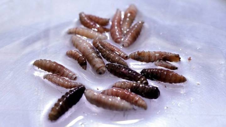 Identifican en Estados Unidos un caso raro de infección por gusano barrenador del Nuevo Mundo tras viaje desde El Salvador