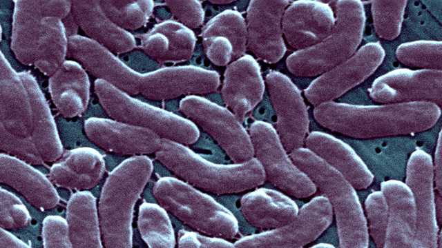 Flesh-Eating Bacteria Surge: Vibrio Vulnificus Warnings