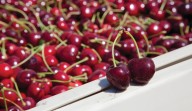 Harvista llega a la Argentina: así es la tecnología que prolonga la vida y calidad de las cerezas
