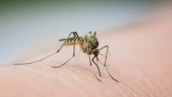West Nile virus found in more mosquito samples in Canyon County