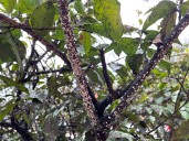 A new bug that attacks crape myrtles is on our doorstep