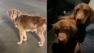 Two Stray Dogs Barely Surviving Under A Texas House Transform Into Brand