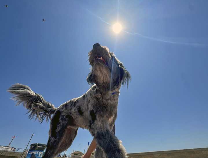 What should you do if you see animals in a hot vehicle?