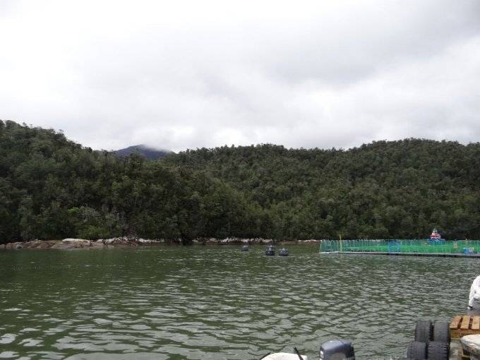 Superintendencia del Medio Ambiente ordenó el cierre de dos centros de salmonera canadiense en Aysén