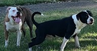 'It’s pitiful:' Lorain neighbors call for accountability after dogs attack 4