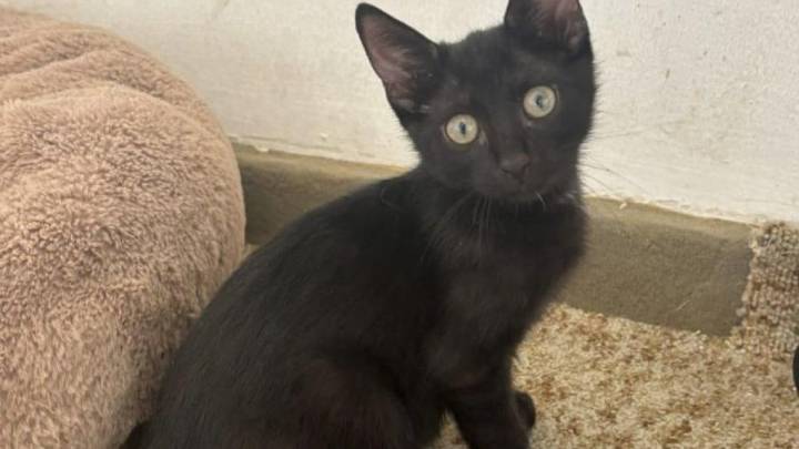 Aladín, un gato rescatado, busca un hogar seguro