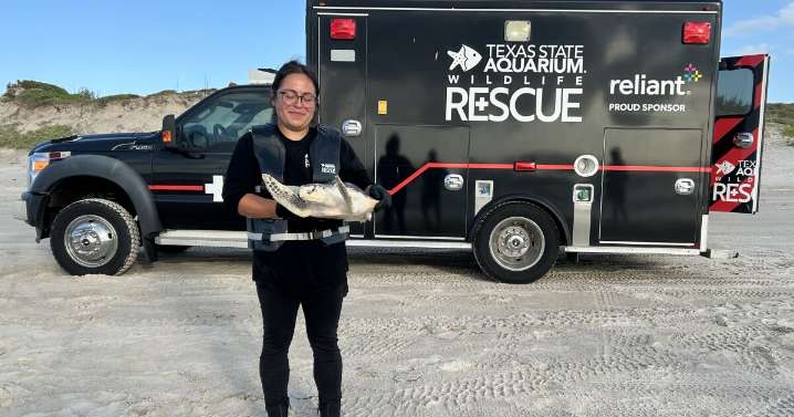 Patient #529: Turtle recovers from severe pneumonia, returned to the Gulf