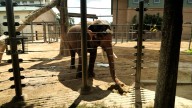 Majestic milestone for a popular Houston Zoo resident