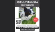 Ofrecen 500 euros de recompensa por encontrar a Mulan, una perra perdida en Villaverde del Monte