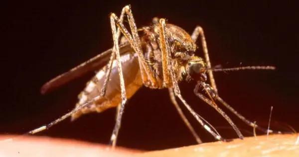 Refuerzan acciones contra el dengue