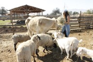 Santuarios latinoamericanos que dan esperanza a animales rescatados