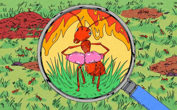 Why Fire Ants Are Even More Evil Than You Thought