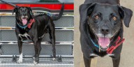 Adoptable senior dog who loves sirens, fire trucks looking for forever home
