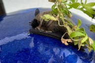 Bat bite reported in Greater Victoria as youngsters leave the roost