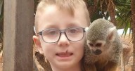 Schoolboy killed in horror home accident as Health and Safety Authority notified