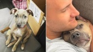 South Carolina Couple Was Stunned After Adopting Abandoned Pittie And Learning Something Shocking About Him
