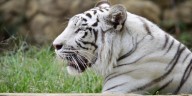 Tragedia en el Zoológico de Cali: Indira, la tigresa bengala blanca, falleció tras un enfrentamiento territorial contra su propia cría