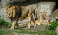 Un zoológico en Dinamarca pide mascotas para alimentar a sus depredadores