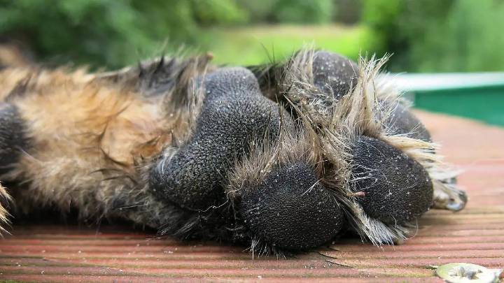 Dan de baja a policía auxiliar por maltratar a un perro parapléjico en ICATMI