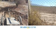 Un joven de 18 años fue detenido por robar 20 cepas de una finca de Zonda