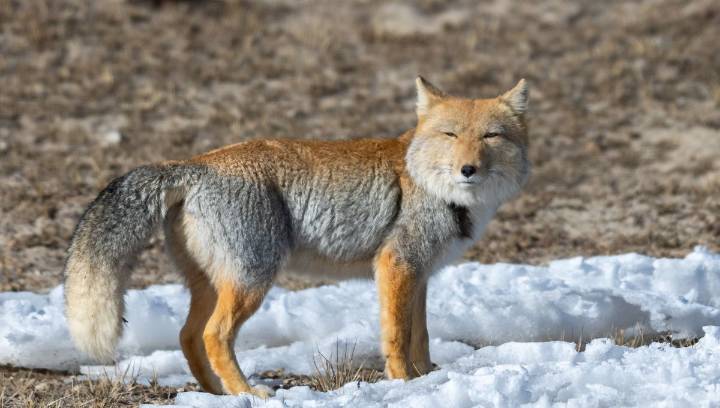 Meet The Tibetan Fox: Perfectly Adapted For Life In The Plains With A Surprisingly Square Head