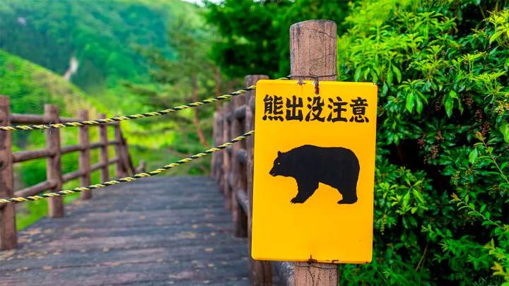 Hallaron muerto a un hombre en Japón: pensaron que lo mató un oso, pero la investigación giró inesperadamente