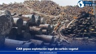 CAR: Otro golpe contra la producción ilegal de carbón vegetal en Tausa, Cundinamarca