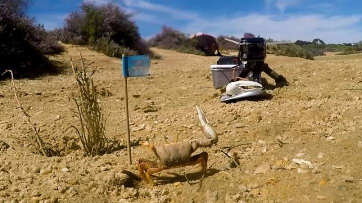 Cangrejos vs. máquinas: robot prueba tácticas de cortejo del cangrejo violinista