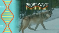 What is the legacy of Yellowstone wolves 30 years after their reintroduction?